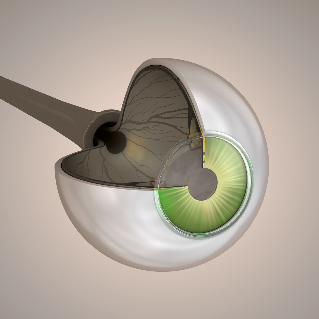 Grafik eines Sehnervs (Quelle: Canva), Dr. Peyman-Meyer, private Augenarztpraxis in Kaarst