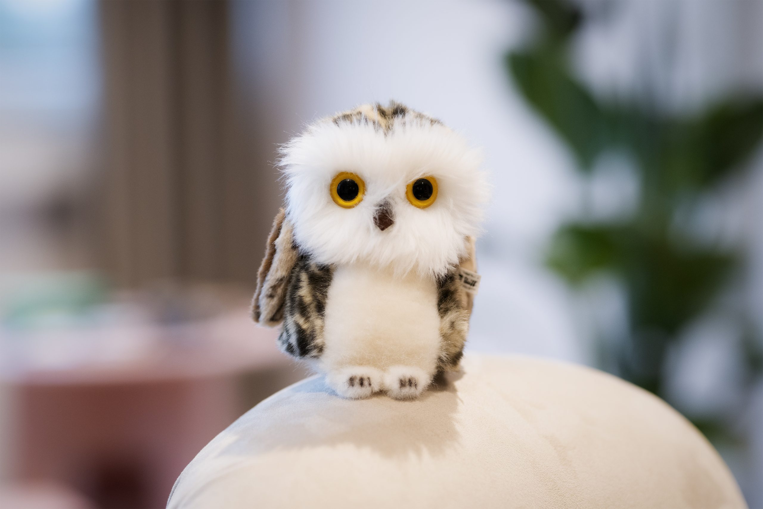 VISI, die Praxis-Eule, Dr. Peyman-Meyer, private Augenarztpraxis in Kaarst